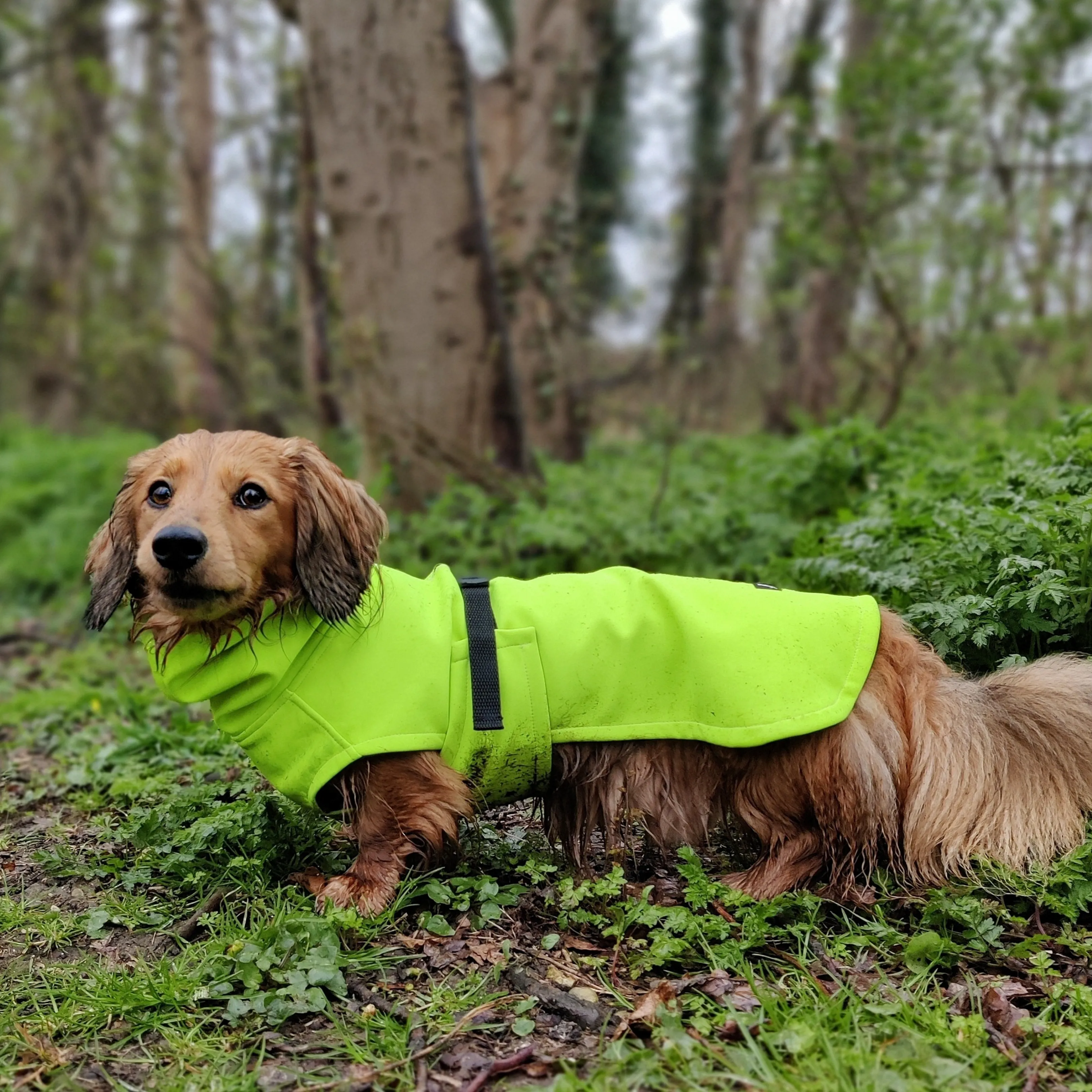 Dachshund Raincoat