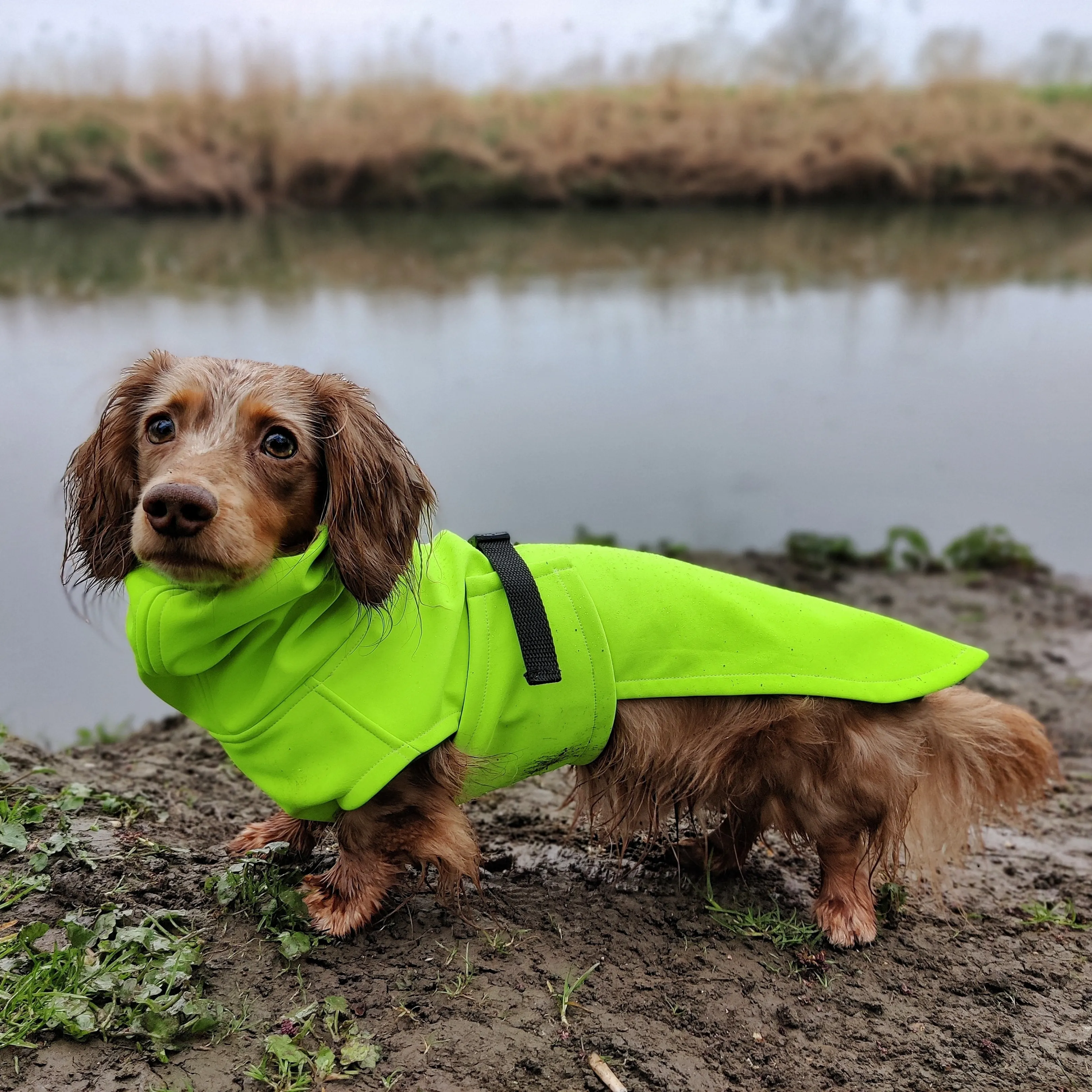 Dachshund Raincoat