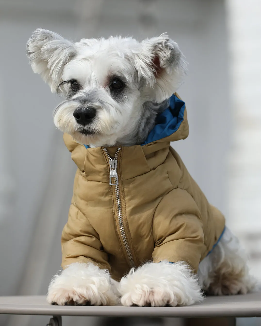 Zip-up Puffer Jacket with Hood